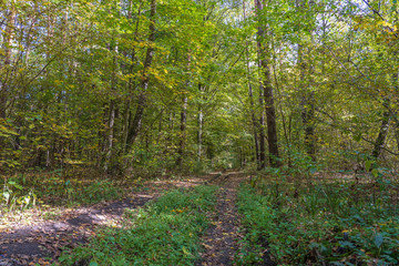 Obraz premium Low angle view of a road in the middle of a forest Trees forming a tunnel over a road in autumn. Ukraine