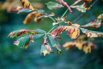 autumn leaves on tree