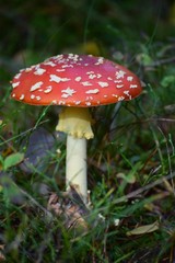 Toadstool