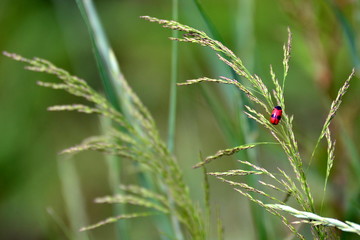 bug on grass