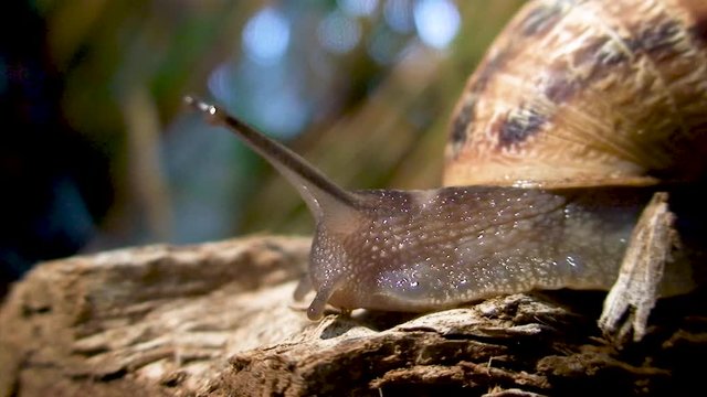 Escargot