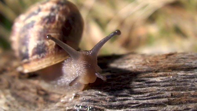 Escargot