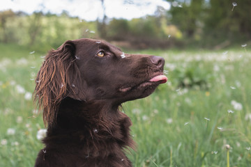 Flat coated Retriever