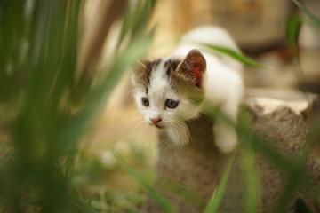 cute white kitten play or hunting in the garden, cat hunter.