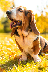 Dog Basset Hound Autumn Park Walk