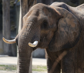 elephant at kruger national park.