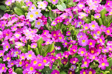 Fancy a greater amount of early evening primrose flowers and the announcement of the arrival of spring.