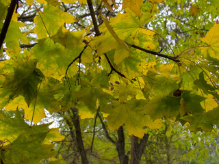 green maple leaves in autumn