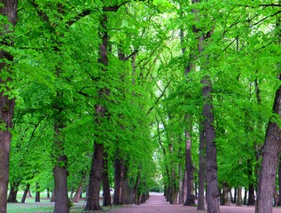 Pathway through a forest full of trees.