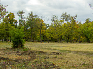 Obraz premium autumn in the park