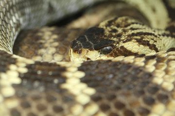 snake portrait.