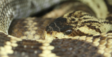 snake.