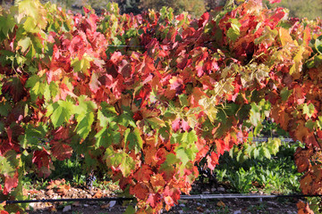vignes &agrave; l automne