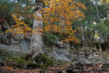 Paisajes de ordesa en Otoño. Huesca.España
