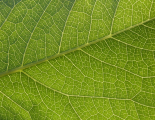 green leaf background texture.