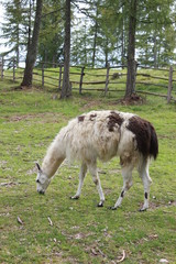 Obraz premium Alpacca auf Weide
