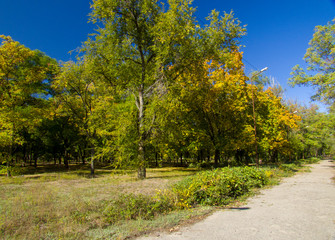 Naklejka premium autumn in the park