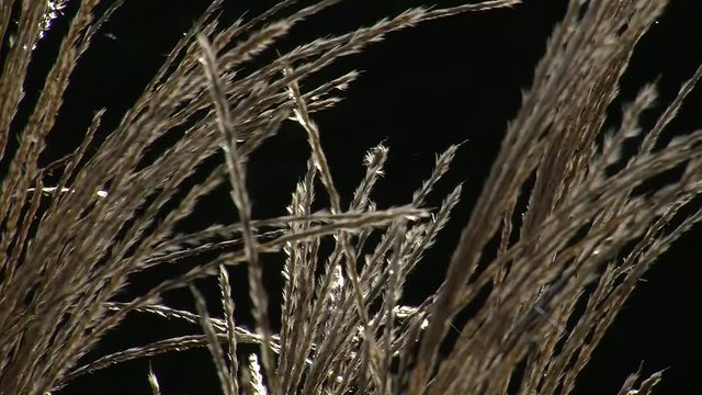 Binsengr&auml;ser im Gegenlicht bewegen sich im Wind