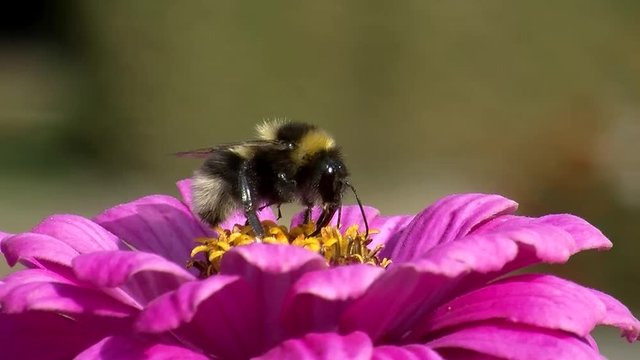 Festmahl f&uuml;r die Hummel auf den gelben Bl&uuml;tenf&auml;den der pinken Zinnie (Makro)