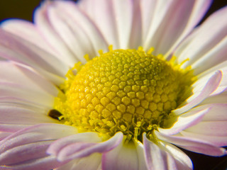 closeup of a daisy