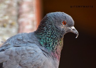 portrait of pigeon