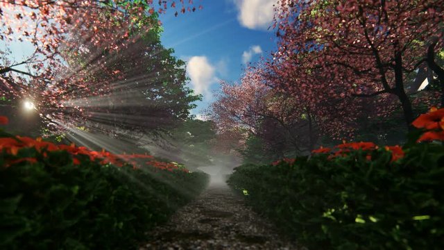 Beautiful garden alley with sun shinning through blossom cherry trees, hd
