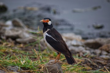 bird
