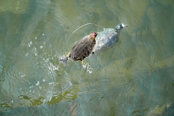 Baby coot with diving mother