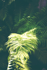 Rainforest after the rain in a morning