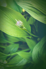 Soft-focus close-up of yellow flowers