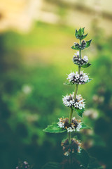 Mint covered with frost, close-up