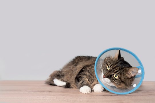 Tabby cat with a pet cone looking anxiously sideways. Horizontal image with copy space.	