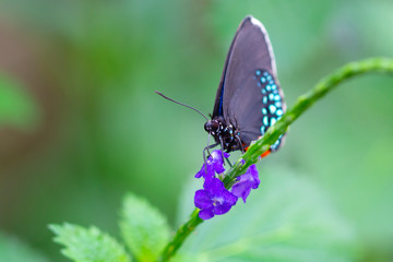Closeup beautiful butterfly in a summer garden