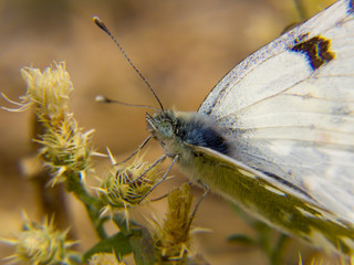 butterfly on a flower