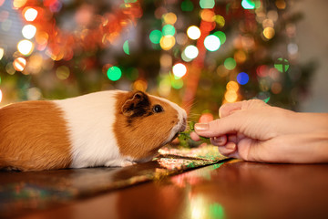 Female hand feed guinea pig with parsley with christmas tree on background