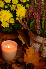 Wrzos chryzantema świeczka znicz na liściach jesień