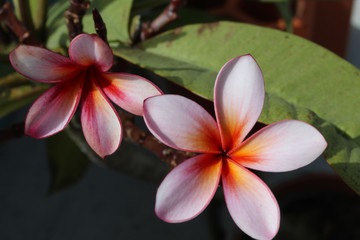 flores morado rojo naranja amarillo
