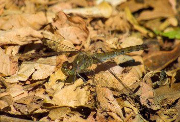 dragonfly on leaf
