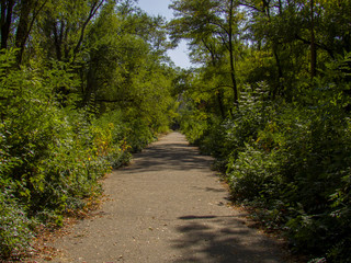 road in forest