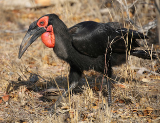 black hornbill (Bucorvus leadbeateri). © RPL-Studio
