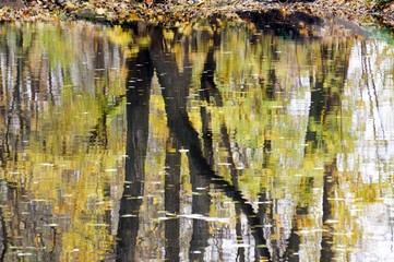 Reflection of trees in a calm forest lake