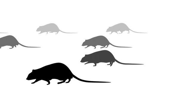 Walking rats, animation with rat silhouettes on the white background