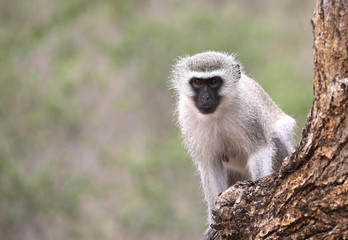 wild velvet monkey in Kruger National Park, South Africa.