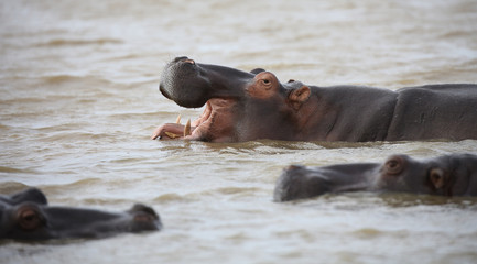 wild hippo near St.Lucia, South Africa. one of the biggest hippo colonies in the world.