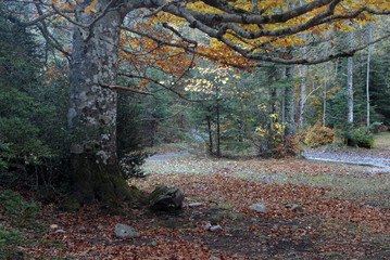 Ordesa en otoño. Pirieo Aragonés. España