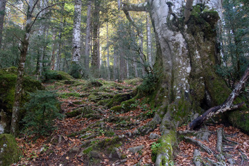 Ordesa en otoño. Pirieo Aragonés. España