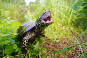 Europäische Sumpfschildkröte, Emys orbicularis, öffnet das Maul, Weitwinkelfoto aus der...