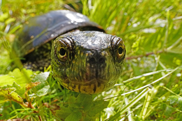 Europäische Sumpfschildkröte guckt in die Kamera, Emys orbicularis, als Weitwinkelfoto mit Lebensraum