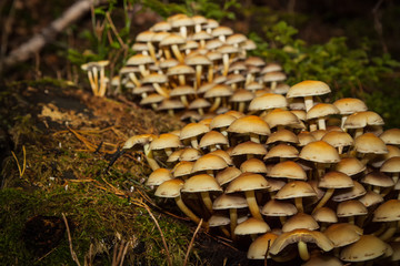 colony of mushrooms, fruiting bodies on a stump in the forest