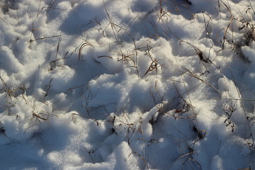 beautiful winter forest in december